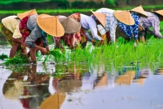 Côte d’Ivoire : fin 2026, le pays ambitionne atteindre l’autosuffisance en riz