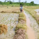 Le Cameroun et Ekobell lancent un projet rizicole de 98,4 milliards sur 10 000 ha dans le Nord et l'Adamaoua