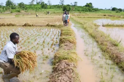 Le Cameroun et Ekobell lancent un projet rizicole de 98,4 milliards sur 10 000 ha dans le Nord et l'Adamaoua