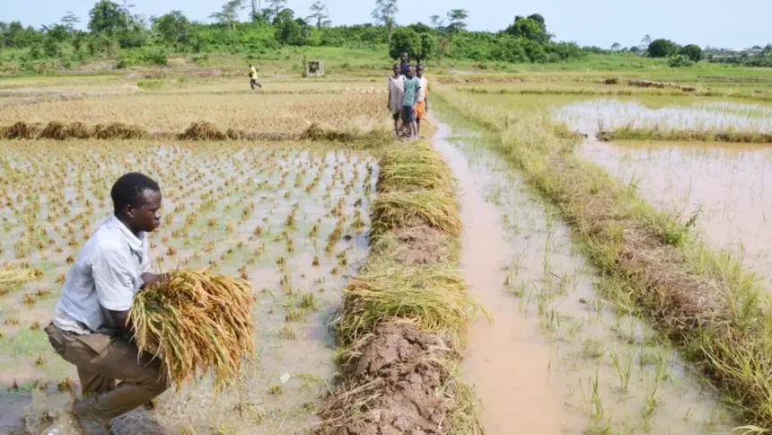 Le Cameroun et Ekobell lancent un projet rizicole de 98,4 milliards sur 10 000 ha dans le Nord et l'Adamaoua 1 Le Cameroun et Ekobell lancent un projet rizicole de 98,4 milliards sur 10 000 ha dans le Nord et l'Adamaoua