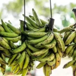 Cameroun : pourquoi les exportations de la banane chutent d'environ 4 000 tonnes, soit 16,3% en avril 2025