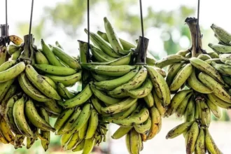 Cameroun : pourquoi les exportations de la banane chutent d'environ 4 000 tonnes, soit 16,3% en avril 2025