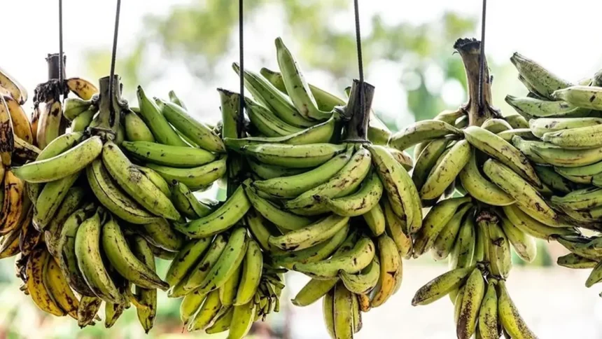 Cameroun : pourquoi les exportations de la banane chutent d'environ 4 000 tonnes, soit 16,3% en avril 2025