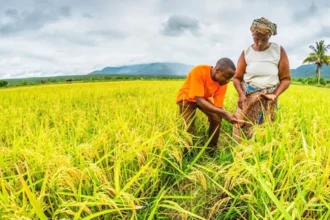 Angola : 250 millions $ d’investissement chinois pour développer la culture du maïs et du soja