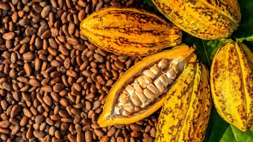 Commerce extérieur au Cameroun : un déficit réduit à 32,7 milliards de FCFA au 1er trimestre 2025 grâce à l’envolée du cacao