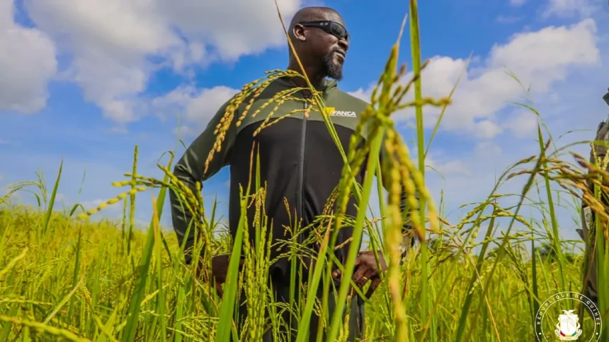 Guinée : un accord de 34 millions $ avec la FAO pour atteindre l’autosuffisance alimentaire d’ici 2040