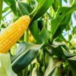 Agriculture, Agroalimentaire : le gouvernement du Cameroun mobilise 1,5 milliard FCFA à la banque des PME