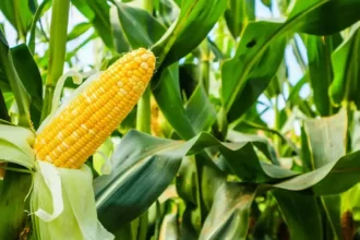 Agriculture, Agroalimentaire : le gouvernement du Cameroun mobilise 1,5 milliard FCFA à la banque des PME