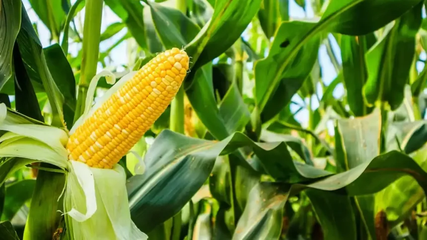 Agriculture, Agroalimentaire : le gouvernement du Cameroun mobilise 1,5 milliard FCFA à la banque des PME 1 Agriculture, Agroalimentaire : le gouvernement du Cameroun mobilise 1,5 milliard FCFA à la banque des PME