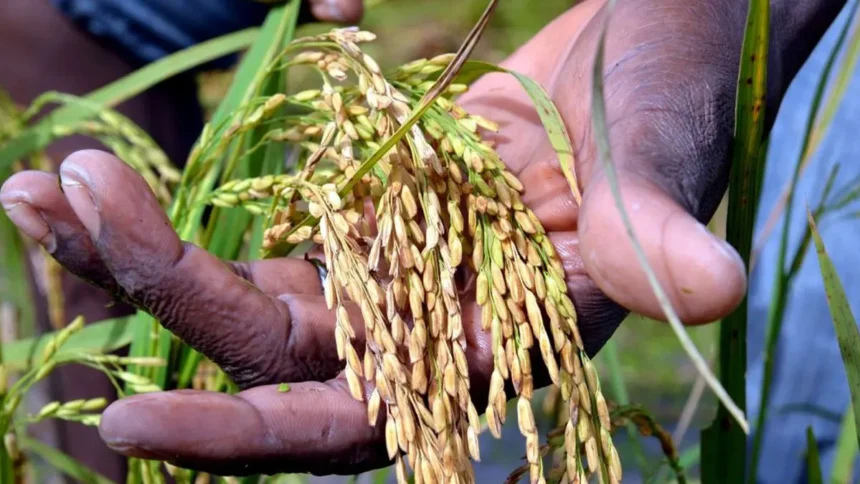 Riz de Yagoua : Semry et Unvda obtiennent 9 milliards FCFA pour dynamiser la filière au Cameroun 1 Riz au Cameroun : 9 milliards FCFA injectés pour booster la production et réduire les importations