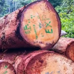Bois : l’Afrique résiste mieux que l’Asie et l’Amérique latine selon le Global Timber Index