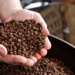 Commerce extérieur : au Cameroun, les recettes du café robusta explosent de plus 300 % à 3,5 milliards FCFA