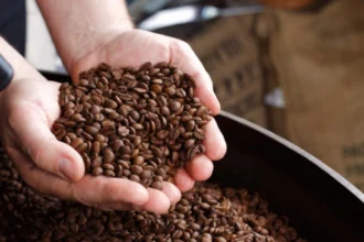 Commerce extérieur : au Cameroun, les recettes du café robusta explosent de plus 300 % à 3,5 milliards FCFA