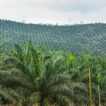 Cameroun : la CDC injecte 2,45 milliards FCFA pour sauver ses filières bananes et palmiers