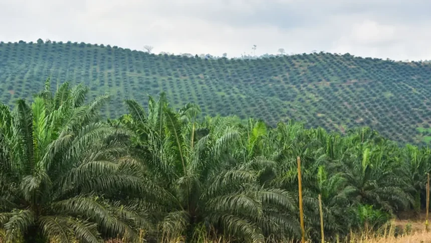 Cameroun : la CDC injecte 2,45 milliards FCFA pour sauver ses filières bananes et palmiers 1 Cameroun : la CDC injecte 2,45 milliards FCFA pour sauver ses filières bananes et palmiers