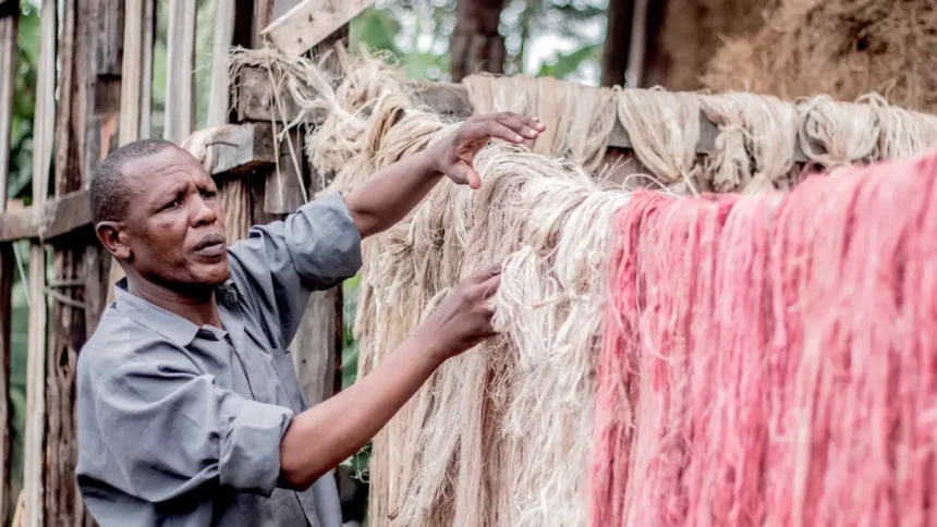 Kenya : 1,9 Million t de bananes produites/an les fibres agricoles, un nouveau gisement économique à exploiter