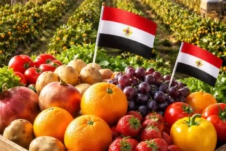 Égypte : 11,5 milliards $ d’exportations agricoles en 2025 – un record historique