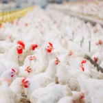 Gabon : lancement d’un Appel à manifestation d'intérêt pour 150 fermes avicoles