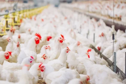 Gabon : lancement d’un Appel à manifestation d'intérêt pour 150 fermes avicoles