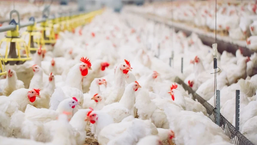 Gabon : lancement d’un Appel à manifestation d'intérêt pour 150 fermes avicoles