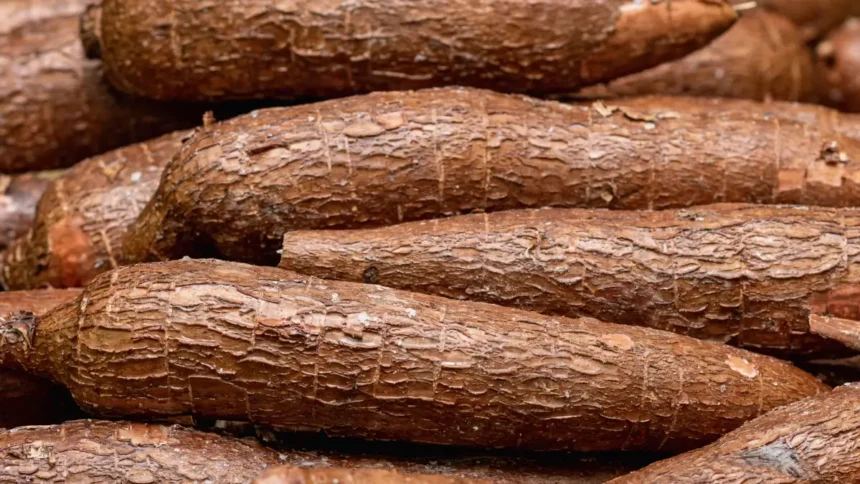Cameroun : le marché du manioc face au défi de l’industrialisation
