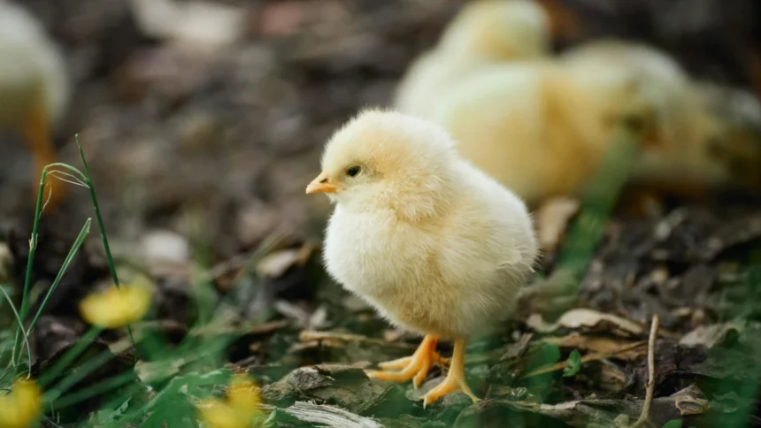 PUFA : comment le Gabon veut produire 130 000 tonnes de poulet et créer 100 000 emplois d'ici 2028 1 Gabon : 775 milliards FCFA pour l’aviculture, pari industriel sur la souveraineté alimentaire