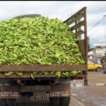 Bananes : les exportations du Cameroun grimpent de 17,6 % au premier semestre 2026