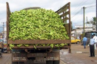 Bananes : les exportations du Cameroun grimpent de 17,6 % au premier semestre 2026