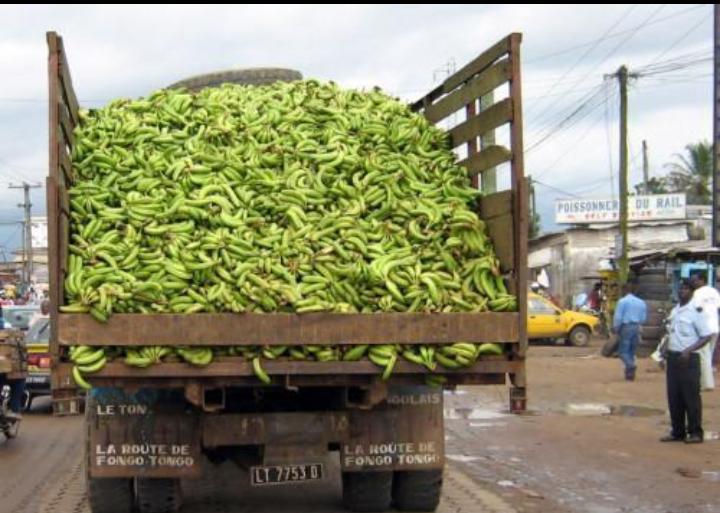 Bananes : les exportations du Cameroun grimpent de 17,6 % au premier semestre 2026
