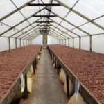 Cacao en Afrique : la traçabilité européenne crée un nouveau marché pour les services agricoles
