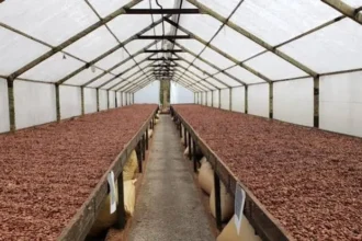 Cacao en Afrique : la traçabilité européenne crée un nouveau marché pour les services agricoles