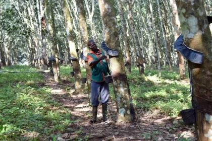 Côte d’Ivoire : 64 500 tonnes de graines d’hévéa pour développer une nouvelle filière industrielle