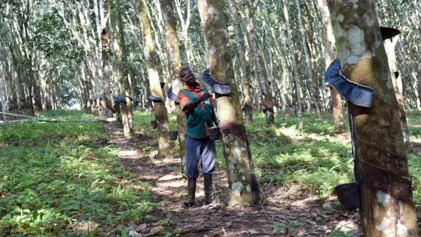 Côte d’Ivoire : 64 500 tonnes de graines d’hévéa pour développer une nouvelle filière industrielle 1 Côte d’Ivoire : 64 500 tonnes de graines d’hévéa pour développer une nouvelle filière industrielle