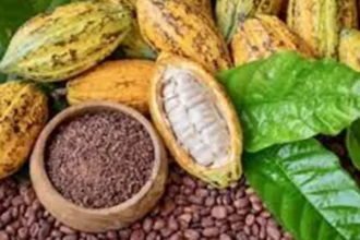 Côte d’Ivoire : 1 200 FCFA le kilo de cacao, le virage vers la transformation ouvre un nouveau marché