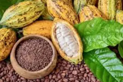Côte d’Ivoire : 1 200 FCFA le kilo de cacao, le virage vers la transformation ouvre un nouveau marché