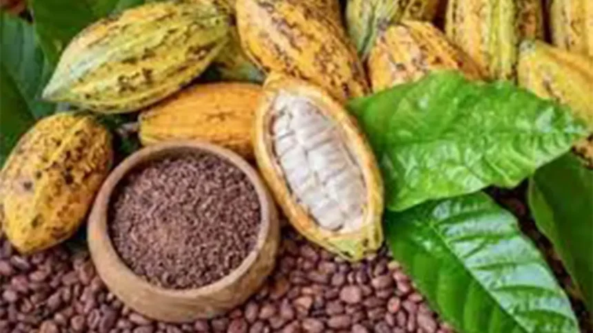 Côte d’Ivoire : 1 200 FCFA le kilo de cacao, le virage vers la transformation ouvre un nouveau marché 1 Côte d’Ivoire : 1 200 FCFA le kilo de cacao, le virage vers la transformation ouvre un nouveau marché