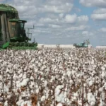 Cameroun : le pari des 440 000 tonnes de coton fait émerger un marché de financement agricole