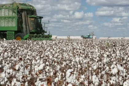 Cameroun : le pari des 440 000 tonnes de coton fait émerger un marché de financement agricole