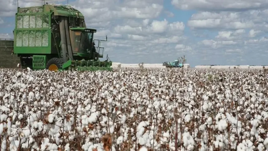 Cameroun : le pari des 440 000 tonnes de coton fait émerger un marché de financement agricole