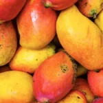 Mangues : un potentiel économique juteux pour le Sénégal