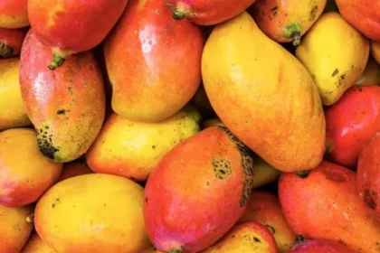 Mangues : un potentiel économique juteux pour le Sénégal