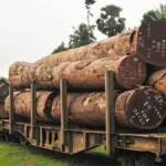Filière bois : Lomié veut transformer 150 000 m³ de bois par an et créer 8 500 emplois