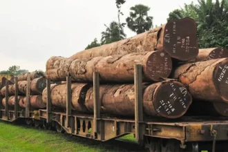 Filière bois : Lomié veut transformer 150 000 m³ de bois par an et créer 8 500 emplois