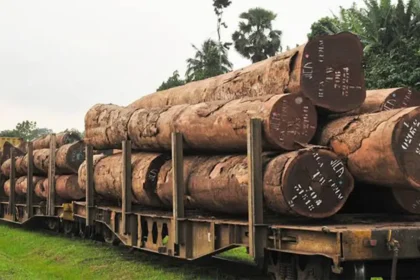 Filière bois : Lomié veut transformer 150 000 m³ de bois par an et créer 8 500 emplois
