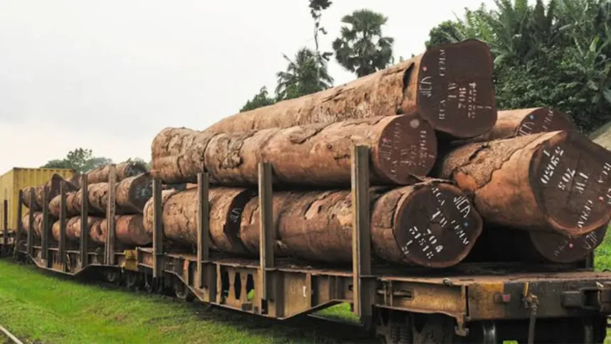 Filière bois : Lomié veut transformer 150 000 m³ de bois par an et créer 8 500 emplois