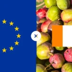 Exportation de mangues : la Côte d’Ivoire face au blocage européen
