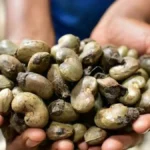 Noix de cajou : la Côte d'Ivoire face au défi de l'accroissement de la transformation locale