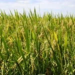 Filière riz : une opportunité d’investissements en Côte d’Ivoire