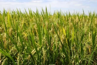 Filière riz : une opportunité d’investissements en Côte d’Ivoire