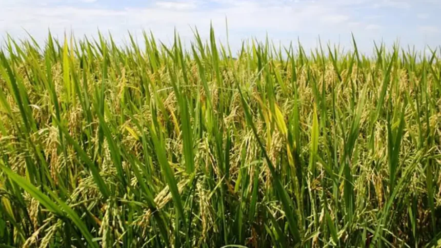 Filière riz : une opportunité d’investissements en Côte d’Ivoire